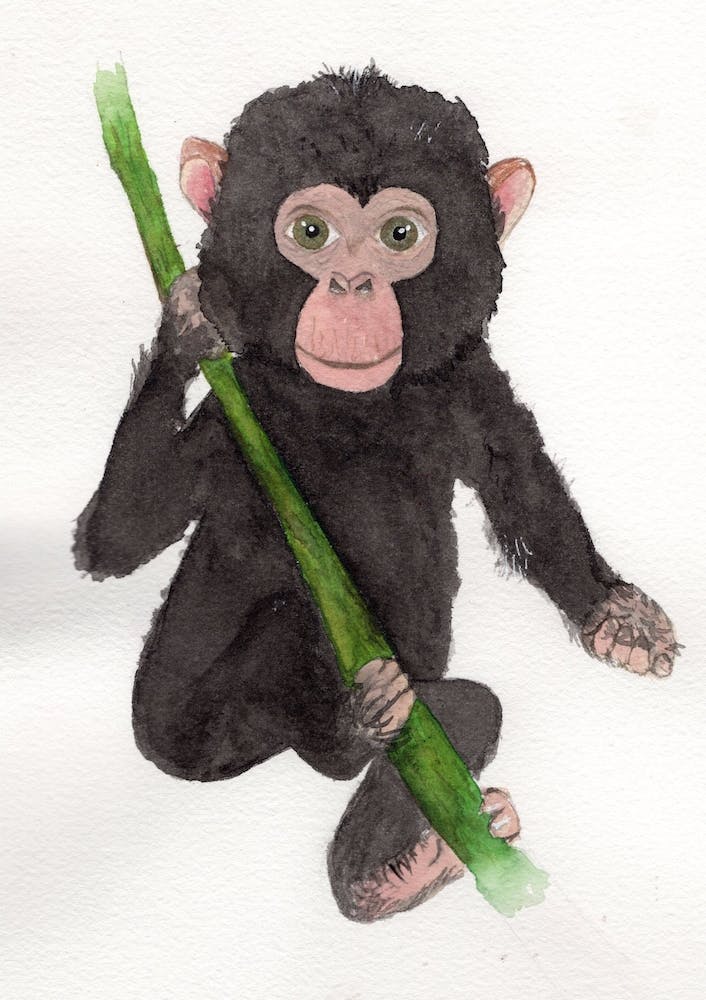 Baby Chimp