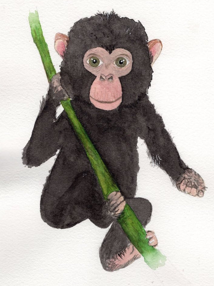 Baby Chimp
