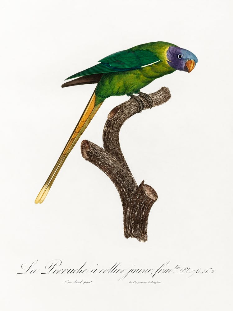 The Plum Headed Parakeet, Female From Natural History Of Parrots, Francois Levaillant