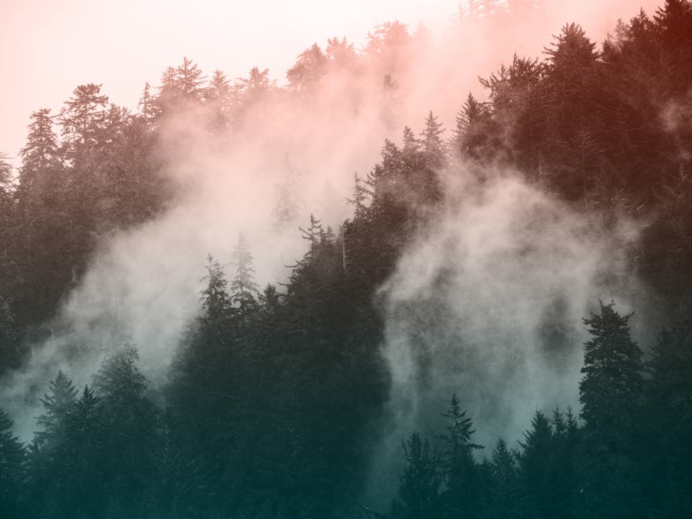 Redwood Forest National Park Pastel Layers