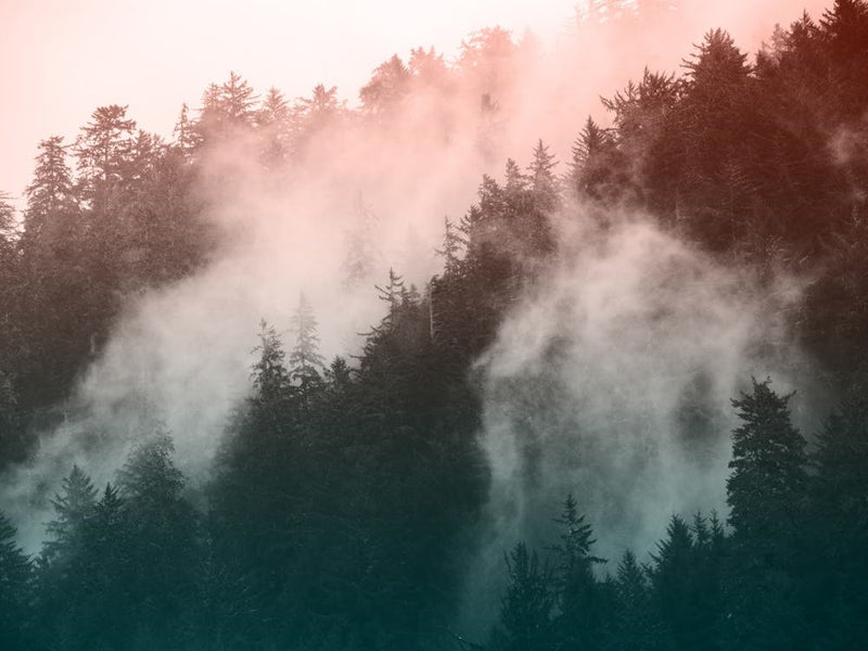 Redwood Forest National Park Pastel Layers