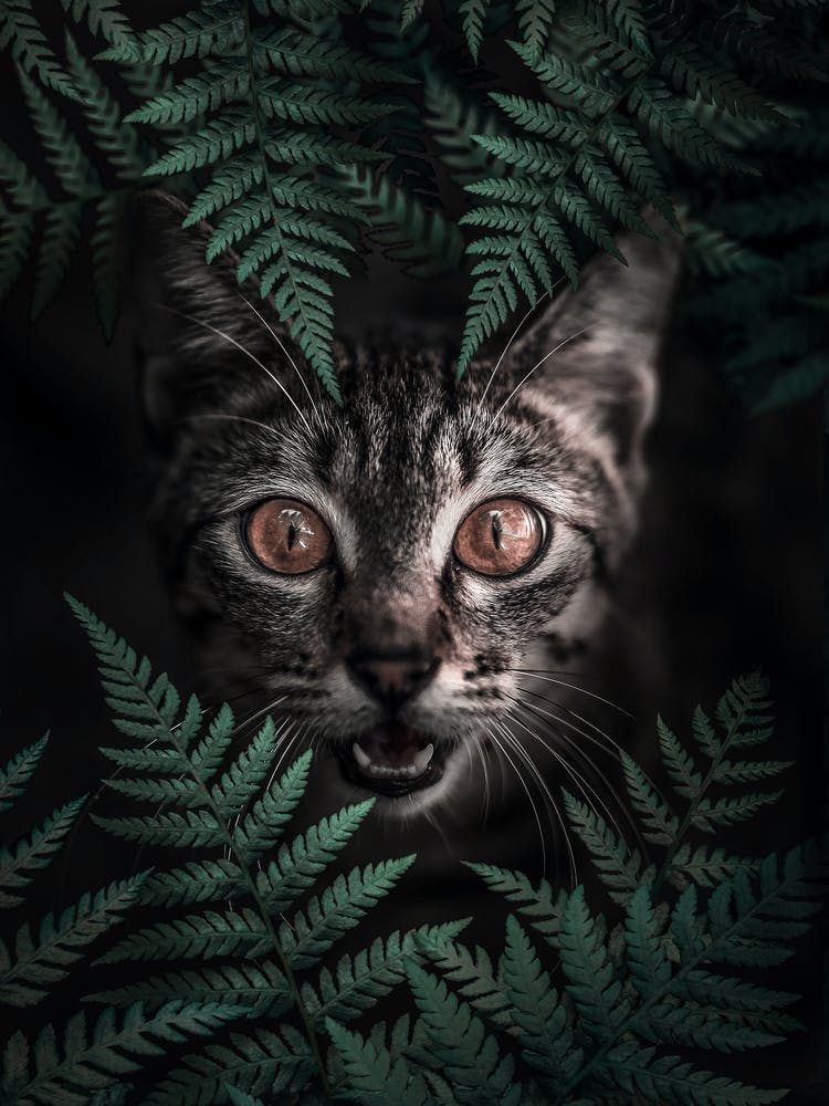 Kitty Cat