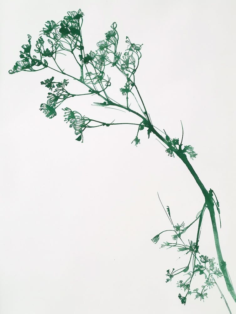 Green Ink Painting Of A Black Stem Spleenwort 2