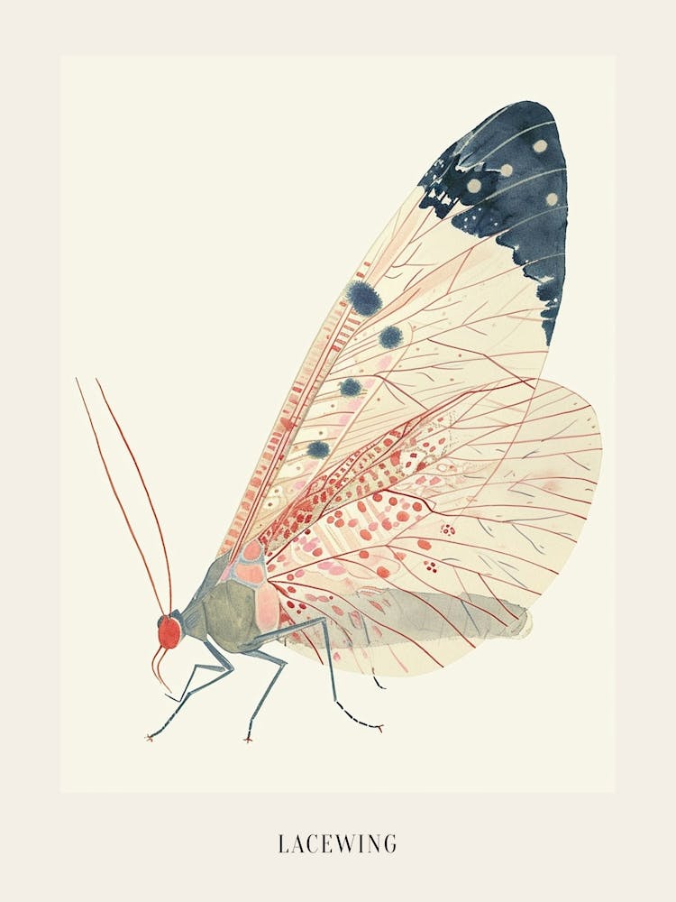 Colourful Insect Illustration Lacewing 18 Poster