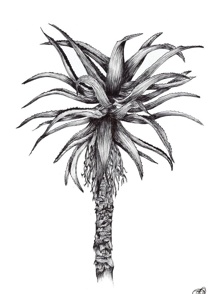 Black and White Aloe