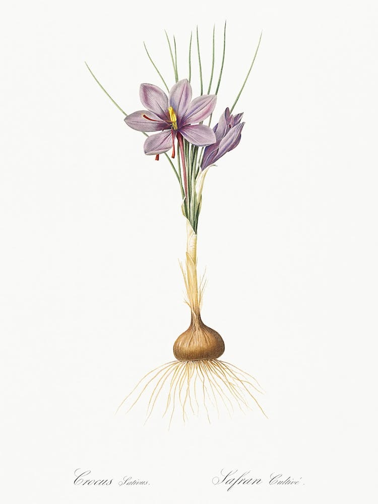 Crocus Sativus, Pierre Joseph Redoute 1