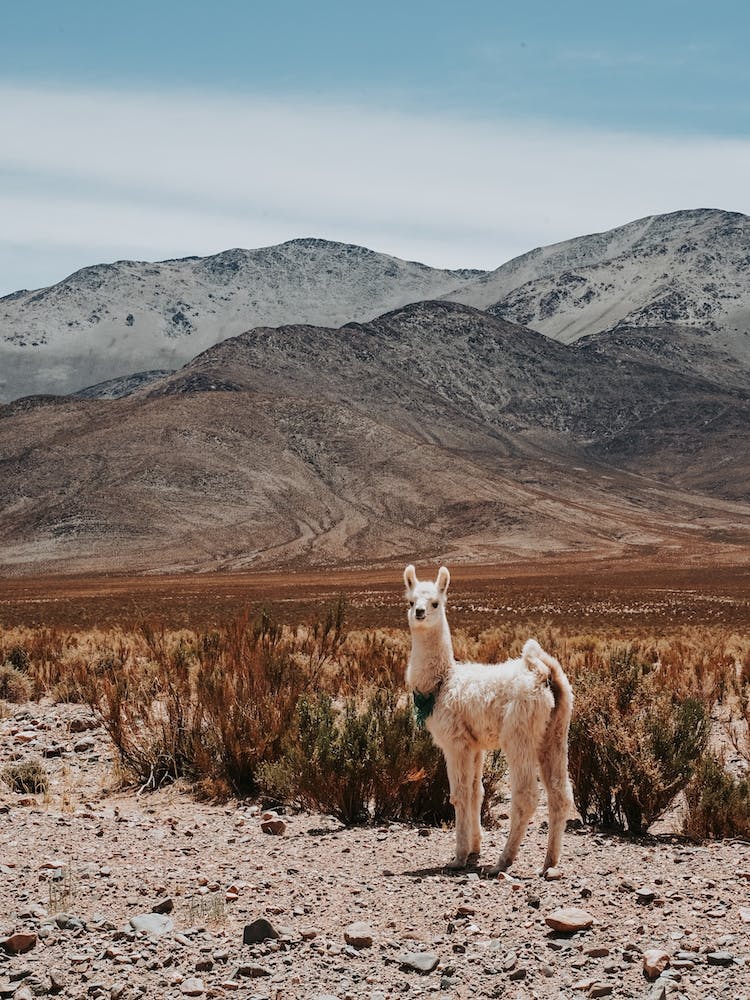 Llama In The Desert