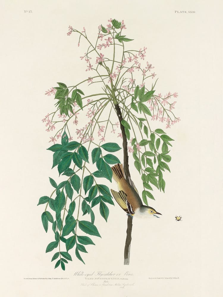 White Eyed Flycatcher, Birds Of America, John James Audubon