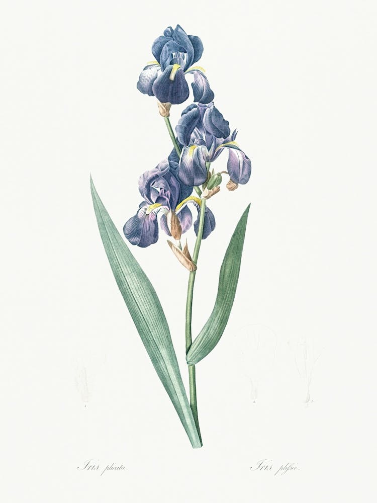 Dalmatian Iris Illustration From Les Liliacées (1805), Pierre Joseph Redoute