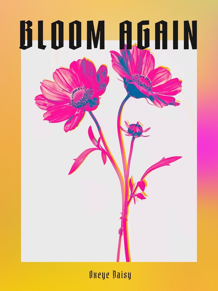 Hot Pink Oxeye Daisy 3 Poster