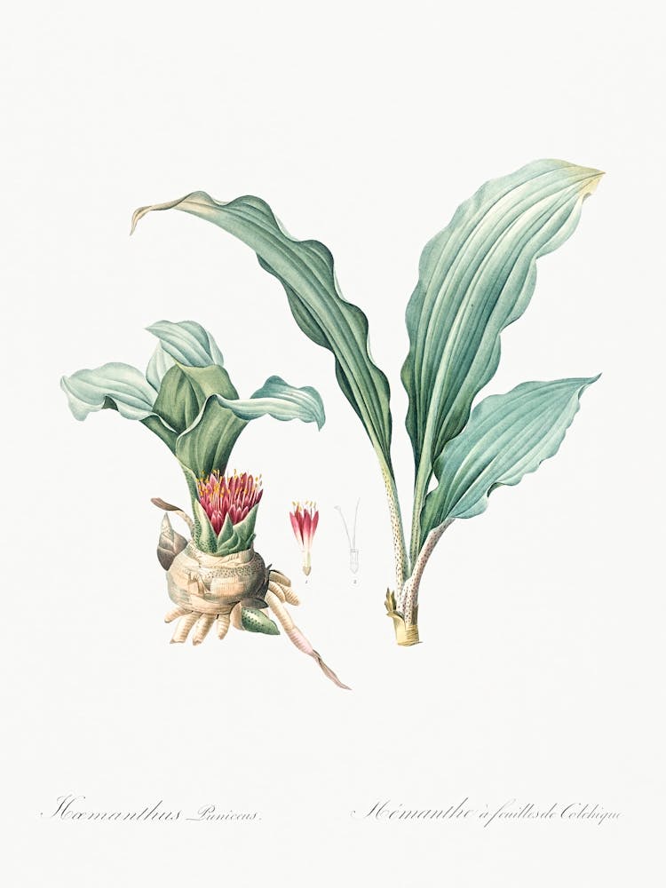 Lys Pinceau, Pierre Joseph Redoute