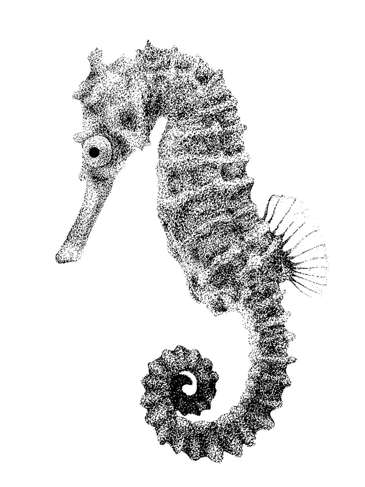 Dotwork Seahorse Illustration