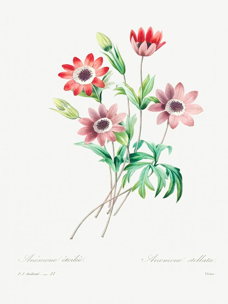 Broad Leaved Anemone, Pierre Joseph Redoute