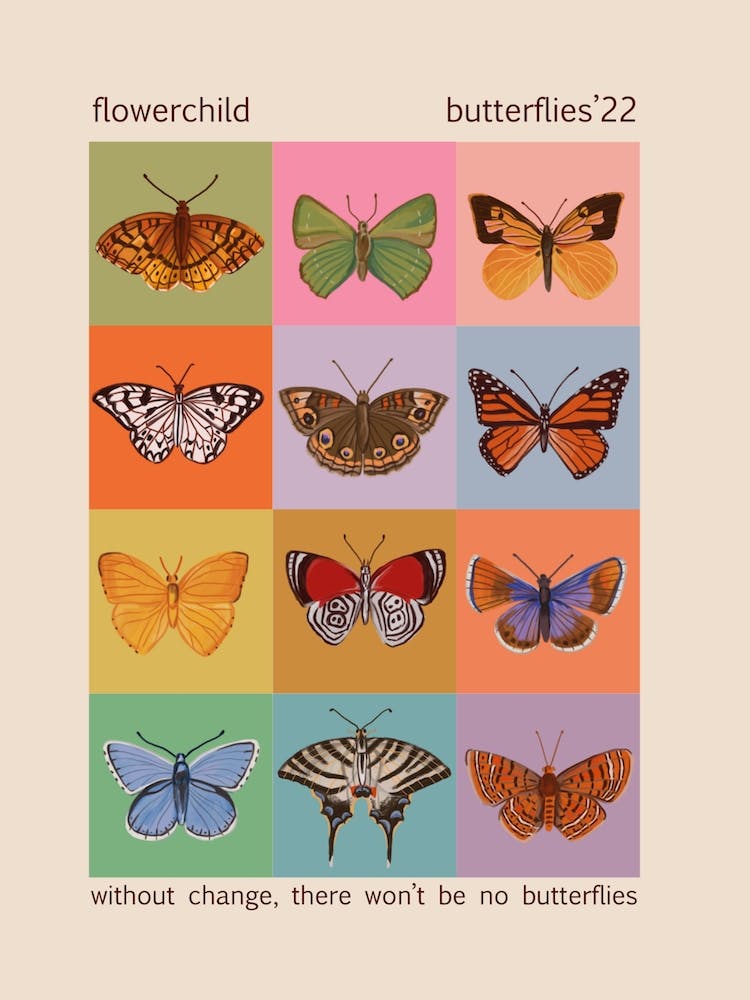 Colours And Butterflies