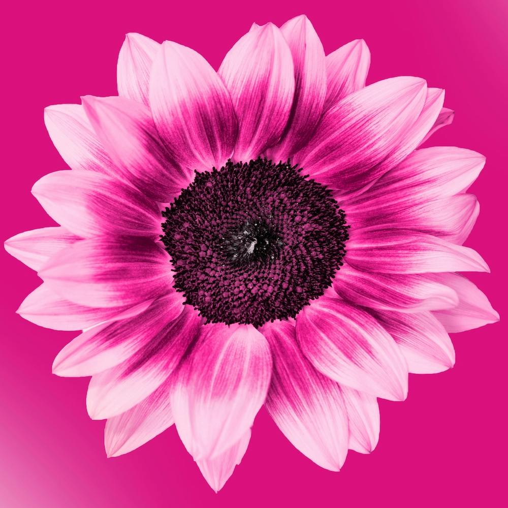 Magenta Sunflower Square