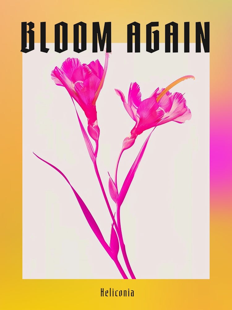 Hot Pink Heliconia 2 Poster