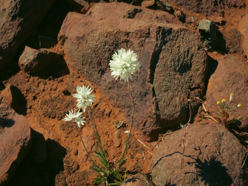 White Flowers On A Rock