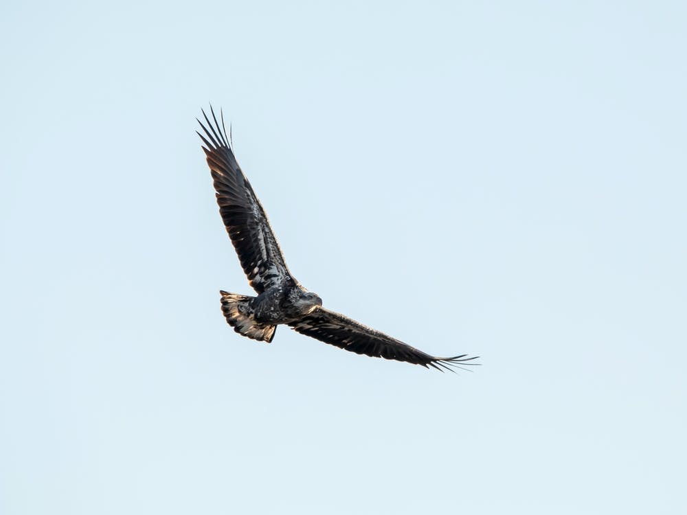 Juvenile Eagle Soaring In The Sky