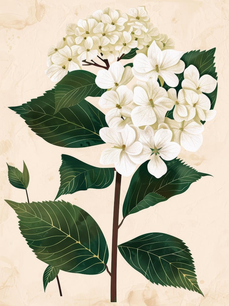 Hydrangea 6