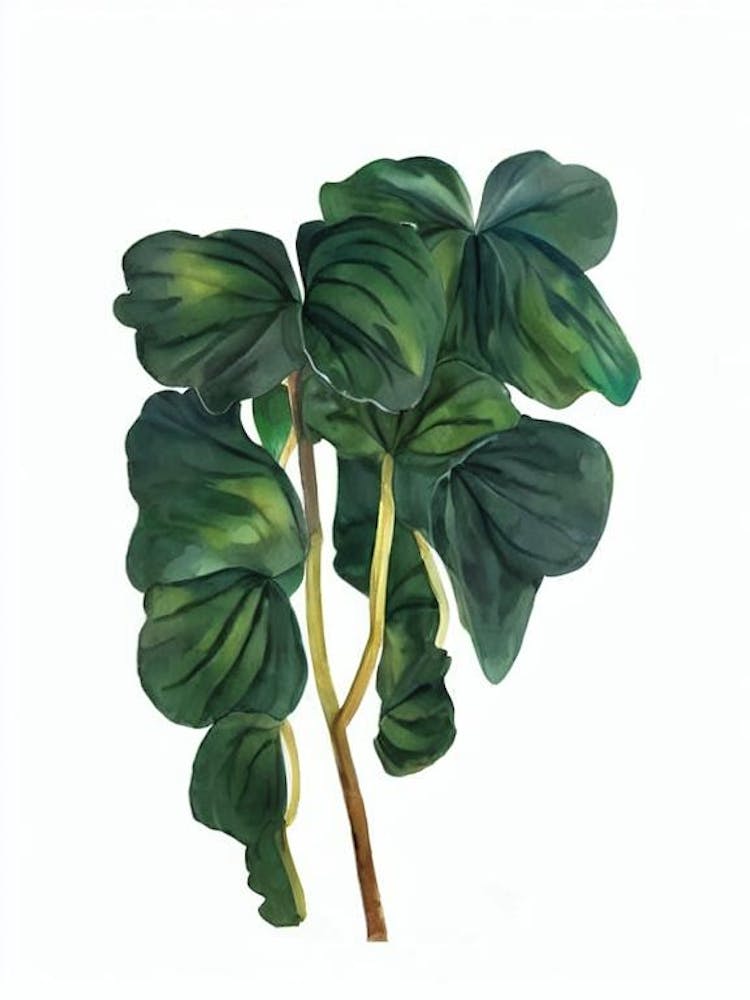Cyclamen (Cyclamen Persicum) Watercolor