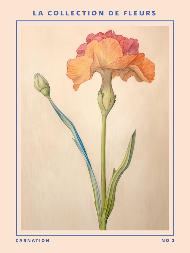 Carnation 2 French Flower Botanical Poster