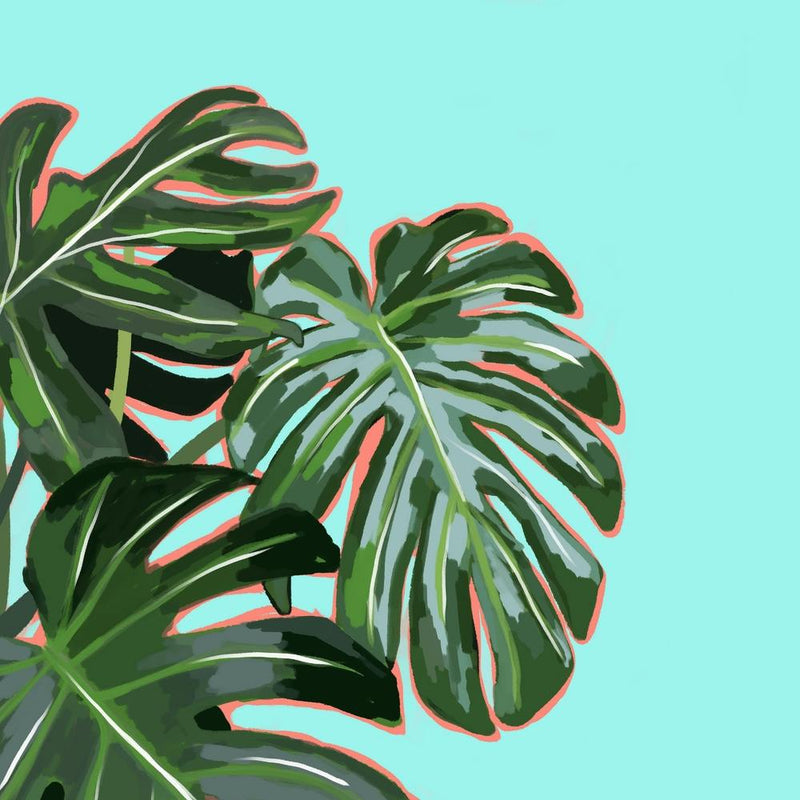 Monstera Square