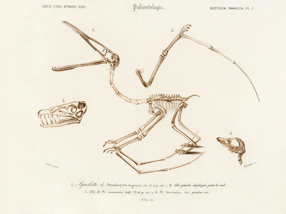 Pterosaur (Pterodactylus), Charles Dessalines D'Orbigny
