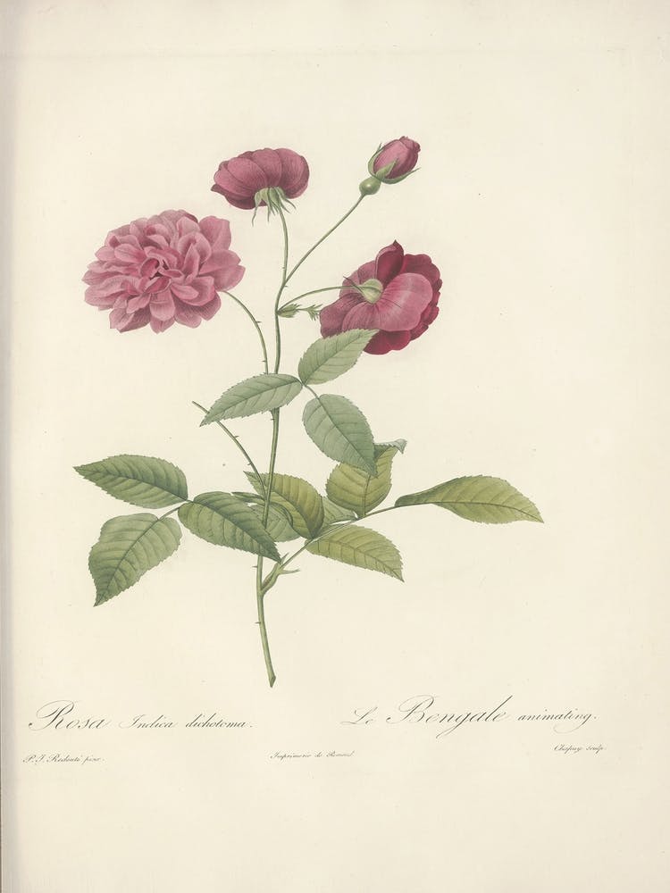 Rosenillustration, Pierre Joseph Redoute (44)