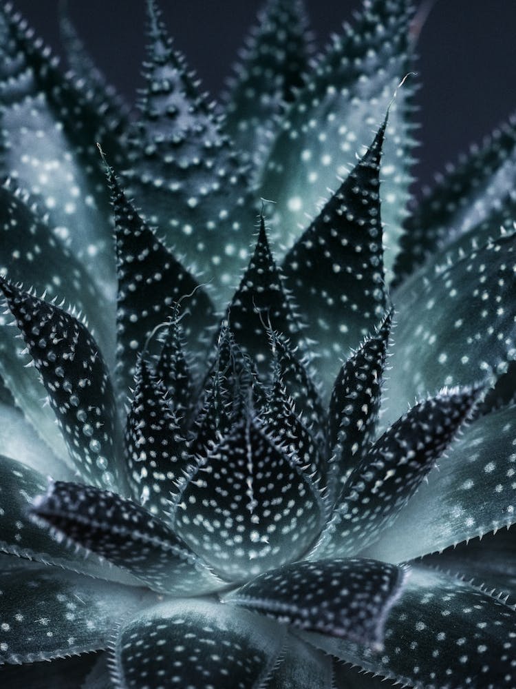 Dark Plant III Sukkulant in