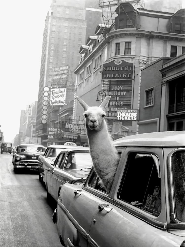 Llama in a Taxi, Black and White Vintage Photo