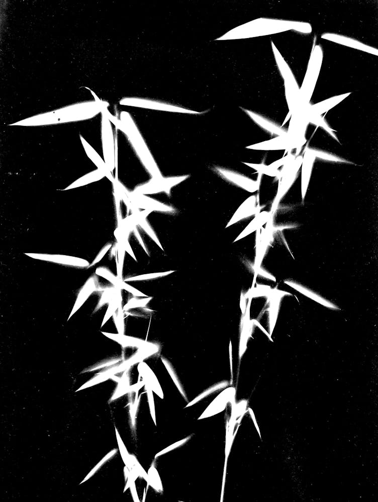 bambus schwarz weiß Schwarz-weiß Bambus Art Print by Soulful Sunprints – Fy!