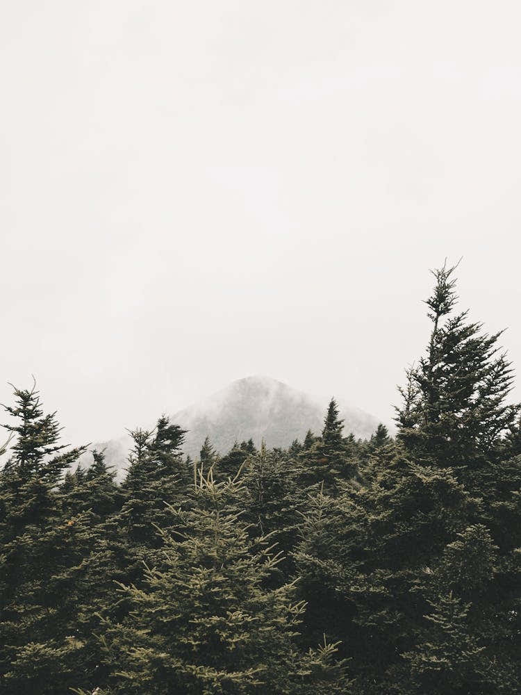 Pine Trees And Mountain Peak