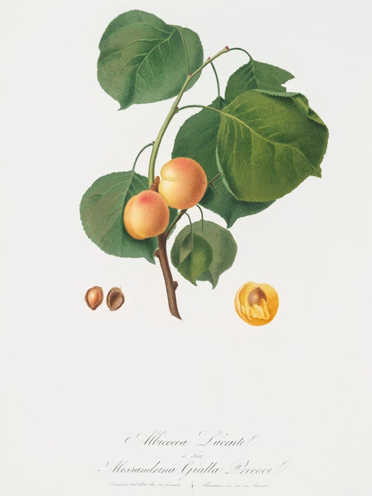 Yellow Apricot (Prunus Armeniaca) From Pomona Italiana (1817 1839), Giorgio Gallesio