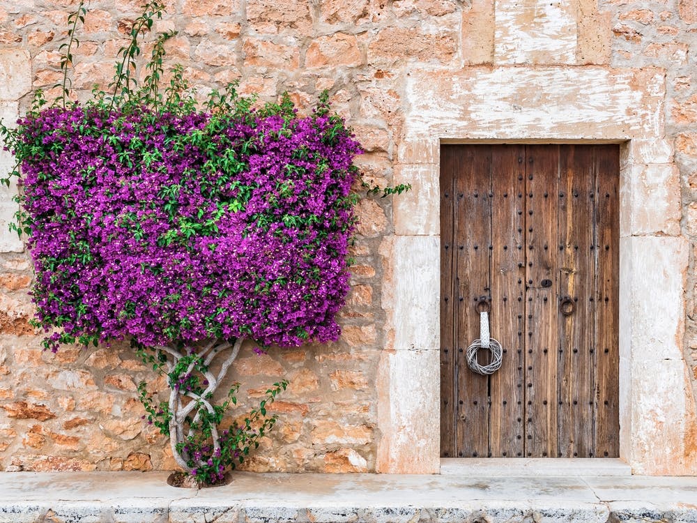 Bougainvillea Door With Purple Flowers