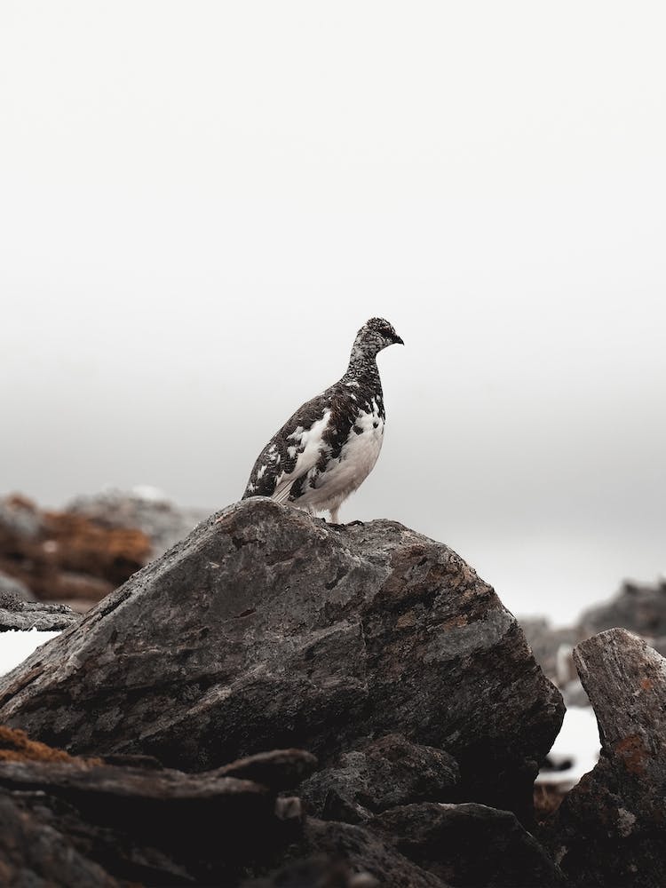 Ptarmigan Scenery