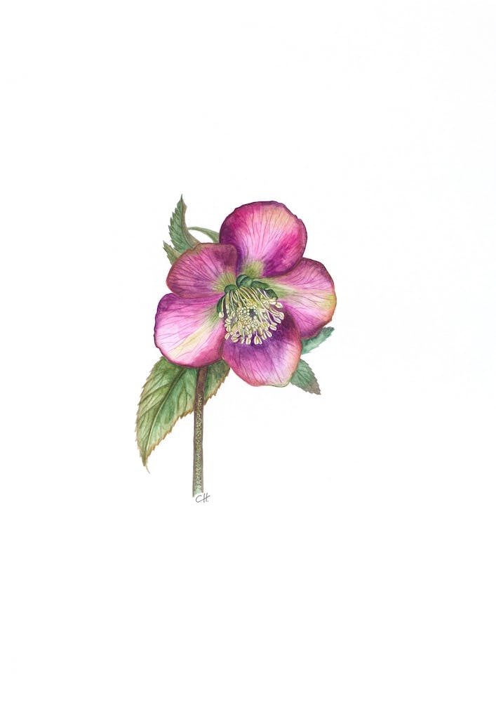Hellebore In Pink