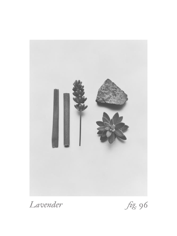 Lavender Botanical Collage 2