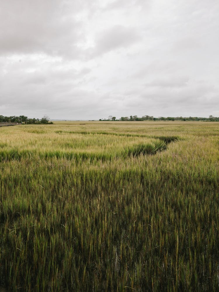 Shem Creek Marshland