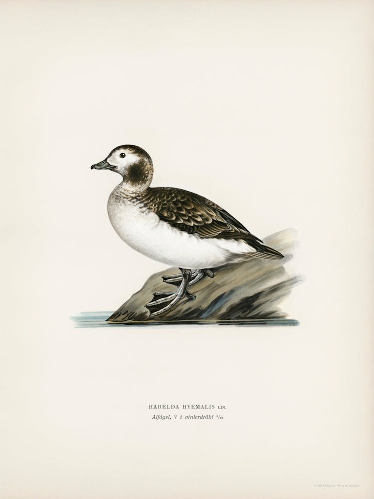 Harelda Hyemalis, The Von Wright Brothers 1