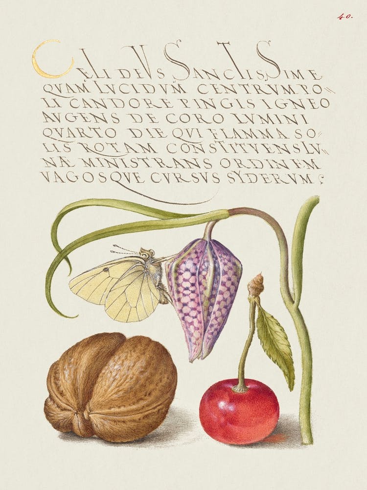 Butterfly, Snakeshead, English Walnut, And Sweet Cherry From Mira Calligraphiae Monumenta, Joris Hoefnagel