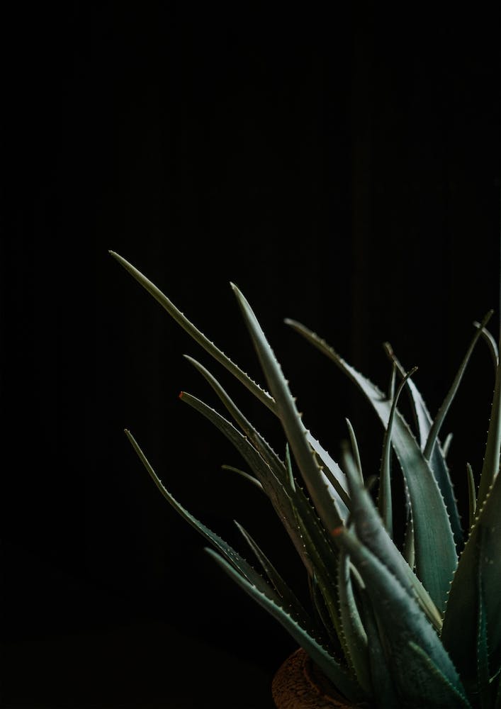 The Aloe Vera Plan In A Moody Vibe