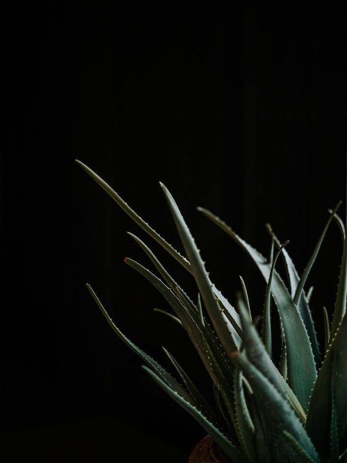 The Aloe Vera Plan In A Moody Vibe