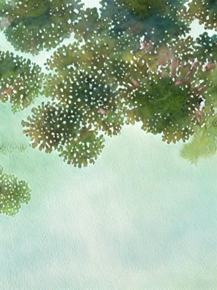 Acropora Nana Ii Storybook Watercolour