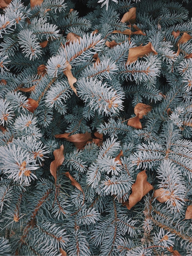 Blue Pine Branches