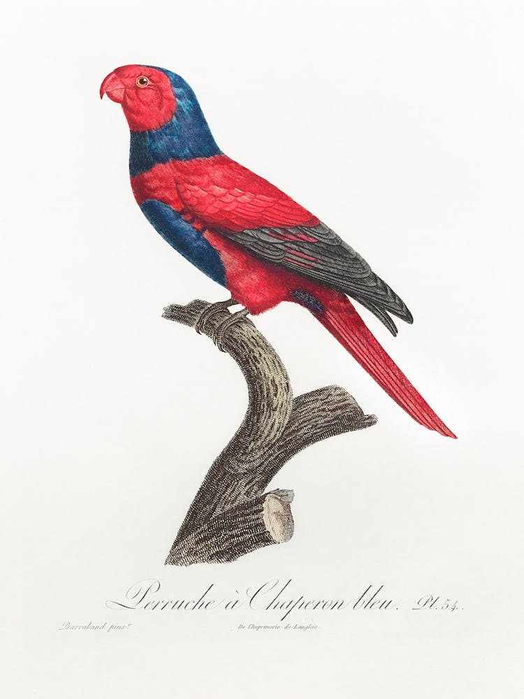 Violet Necked Lory From Natural History Of Parrots, Francois Levaillant