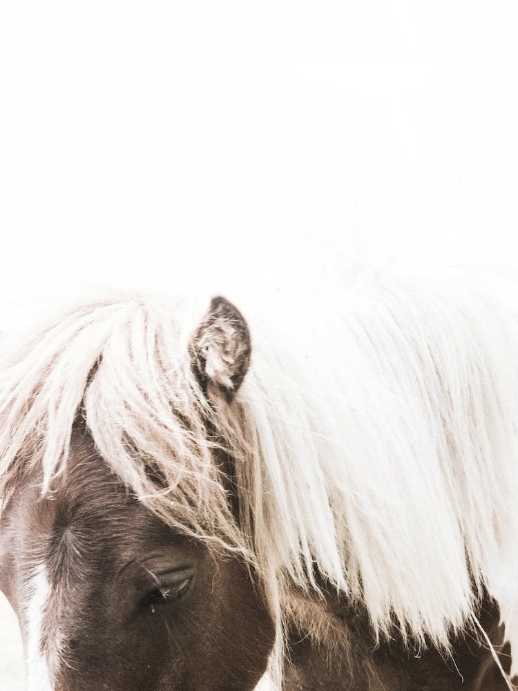 Little Pony