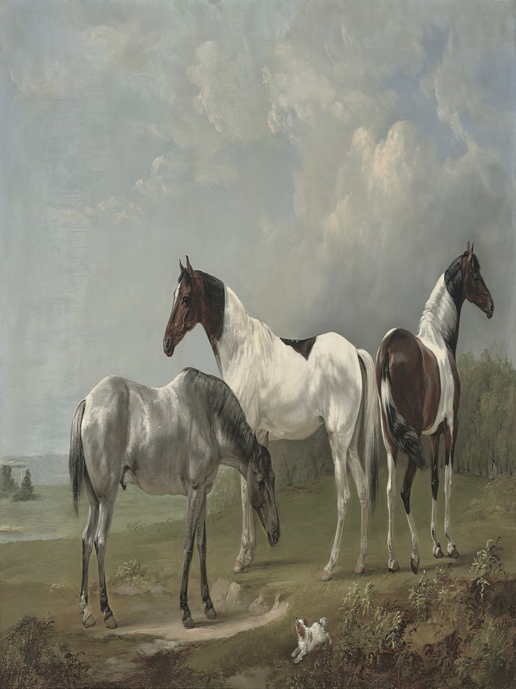 Three Horses In A Field