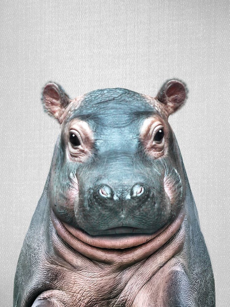 Baby Hippo