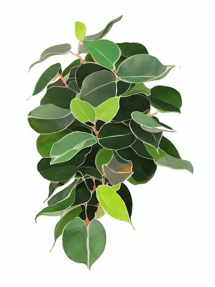Ficus Alii (Ficus Binnendiijkii 'Alii') Aquarell