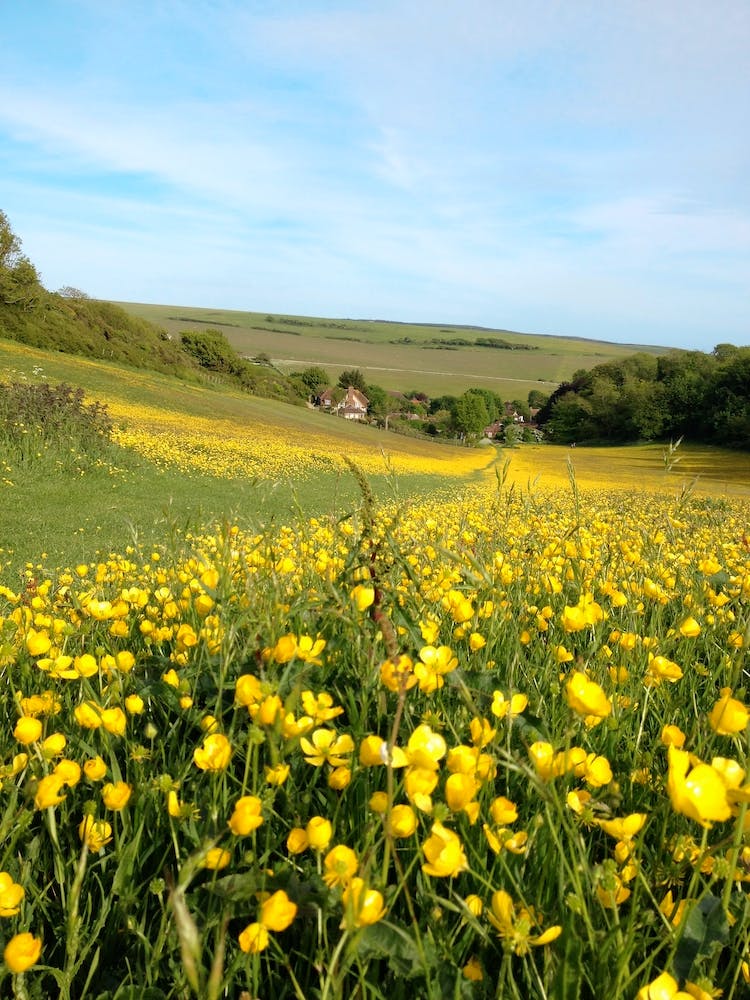 Field Of Yellow Flowers